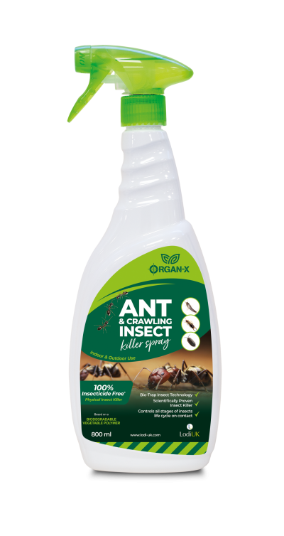 Ants